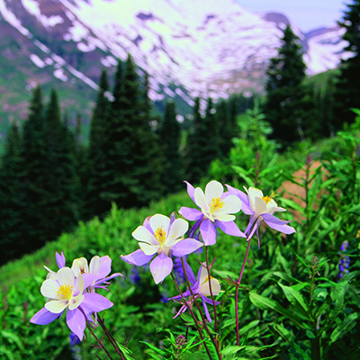 A mountainous scene with a patch of Columbine flowers.